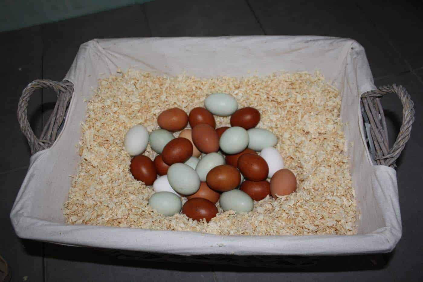 almacenamiento de huevos