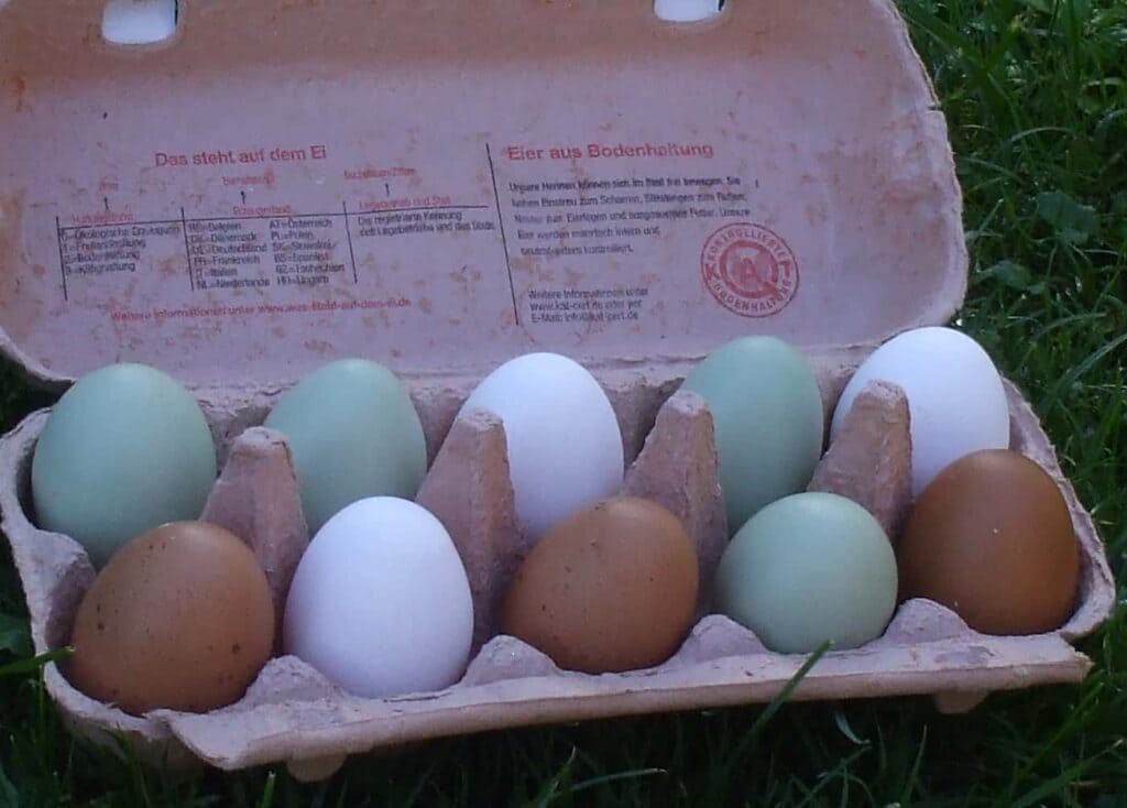 huevos de gallina de propio corral