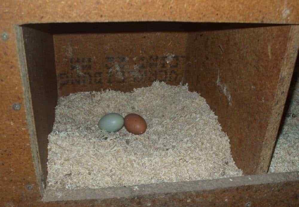 nido y paja huevos gallina