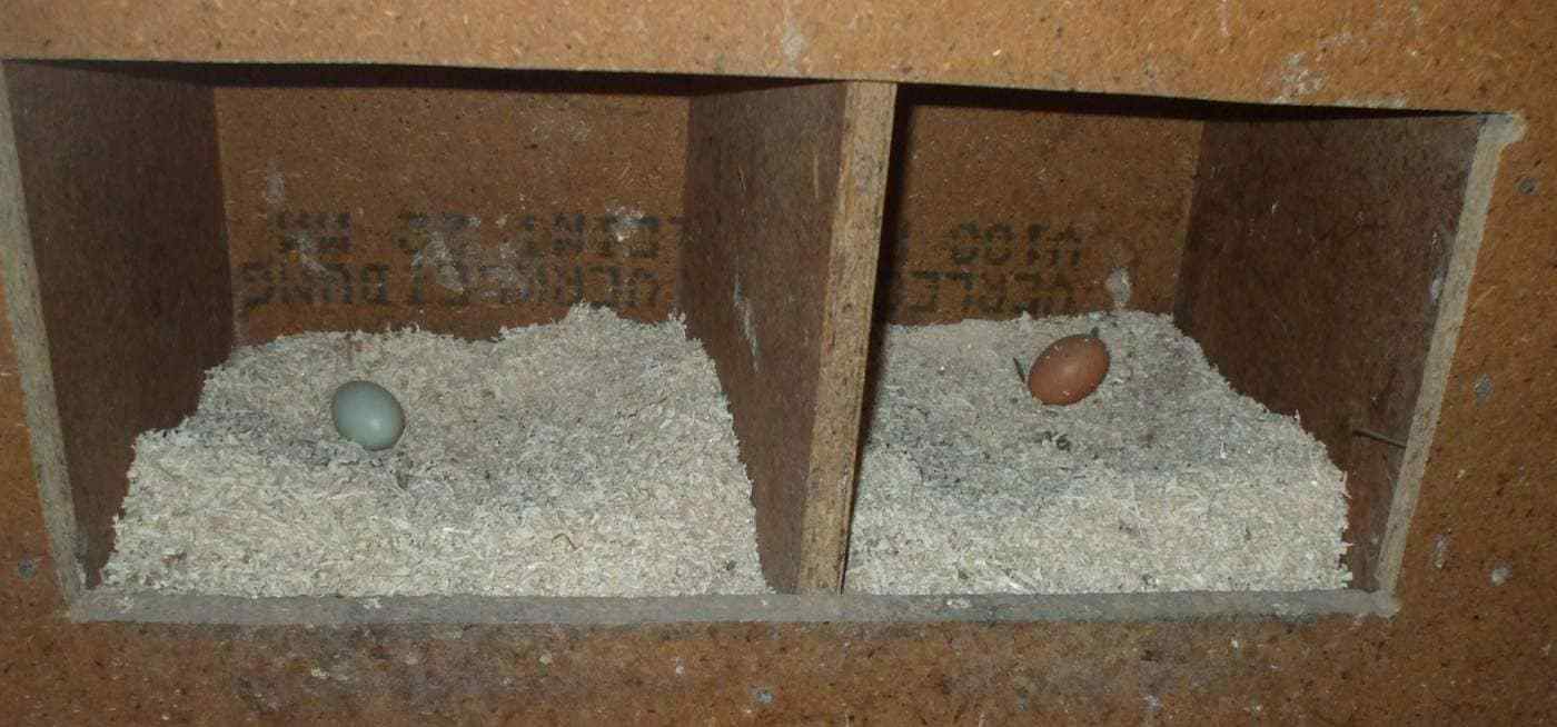 nidos de gallinas para los huevos 