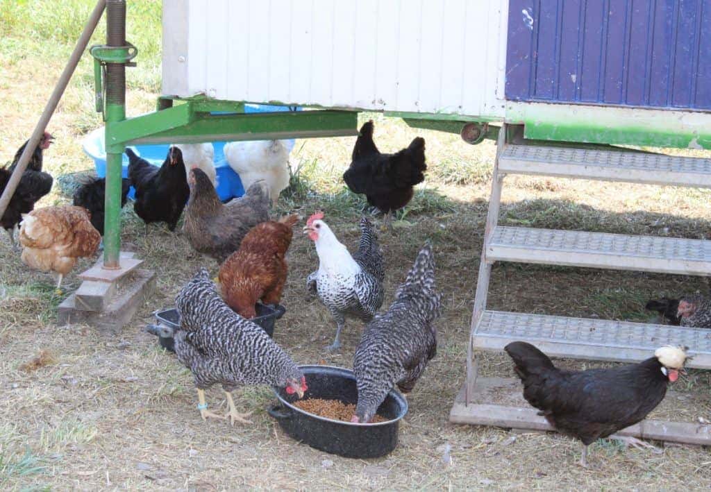 Hühnerstall und Auslauf für Anfänger