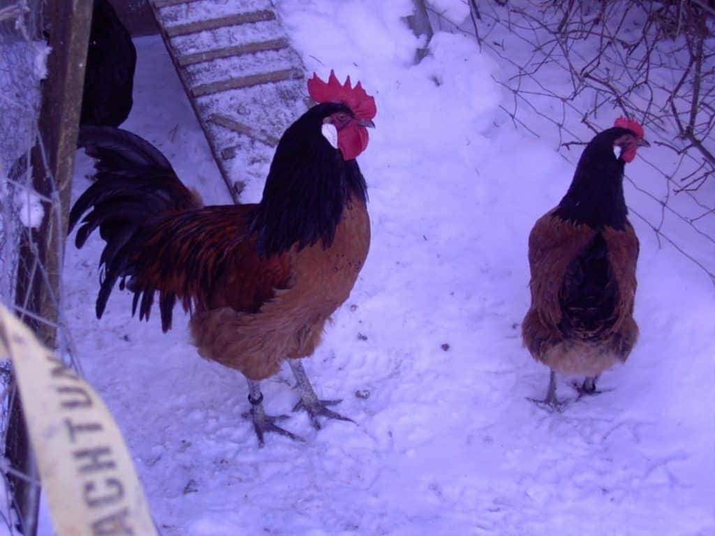 Hühnerstall für den Winter vorbereiten