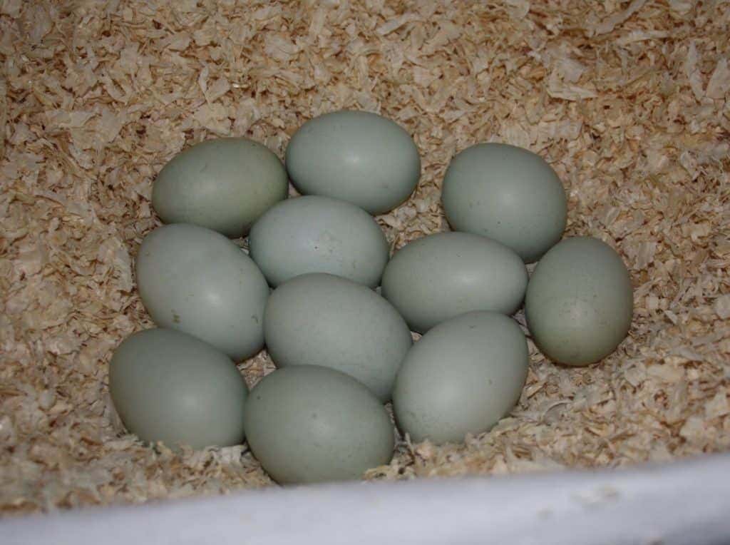 Welche Hühner legen grüne Eier - Eier im Korb