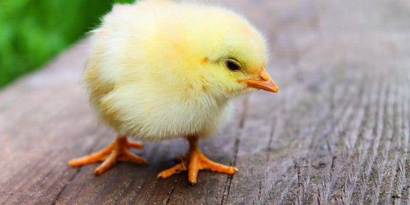 Criar polluelos - Así de fácil