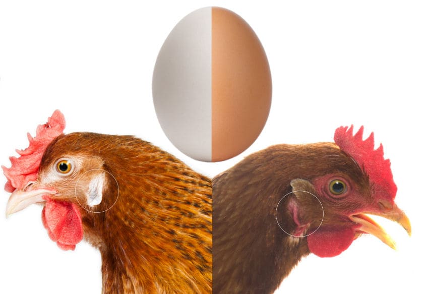 De qué color ponen las gallinas los huevos