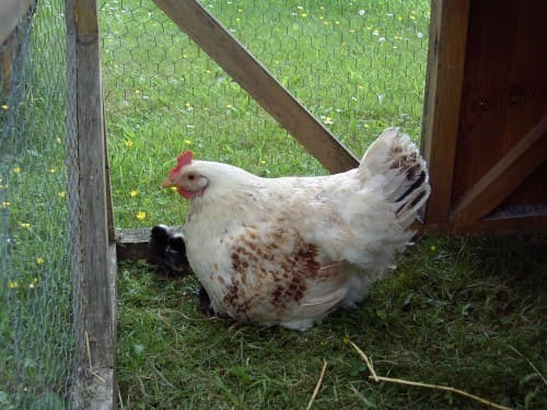 gallina protegiendo a sus pollitos