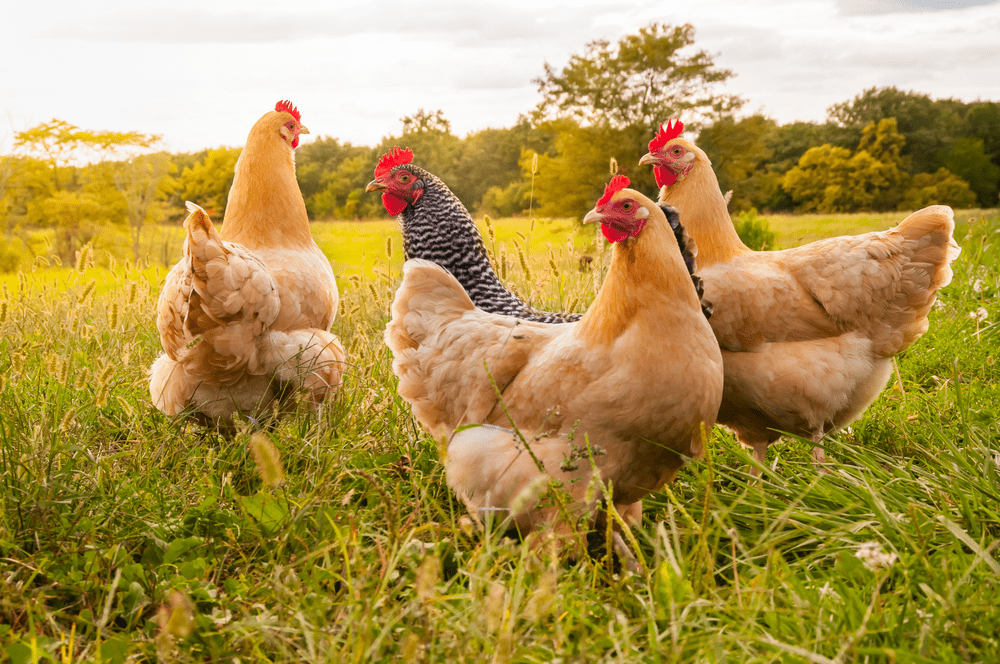 ¿Cómo criar y mantener gallinas?