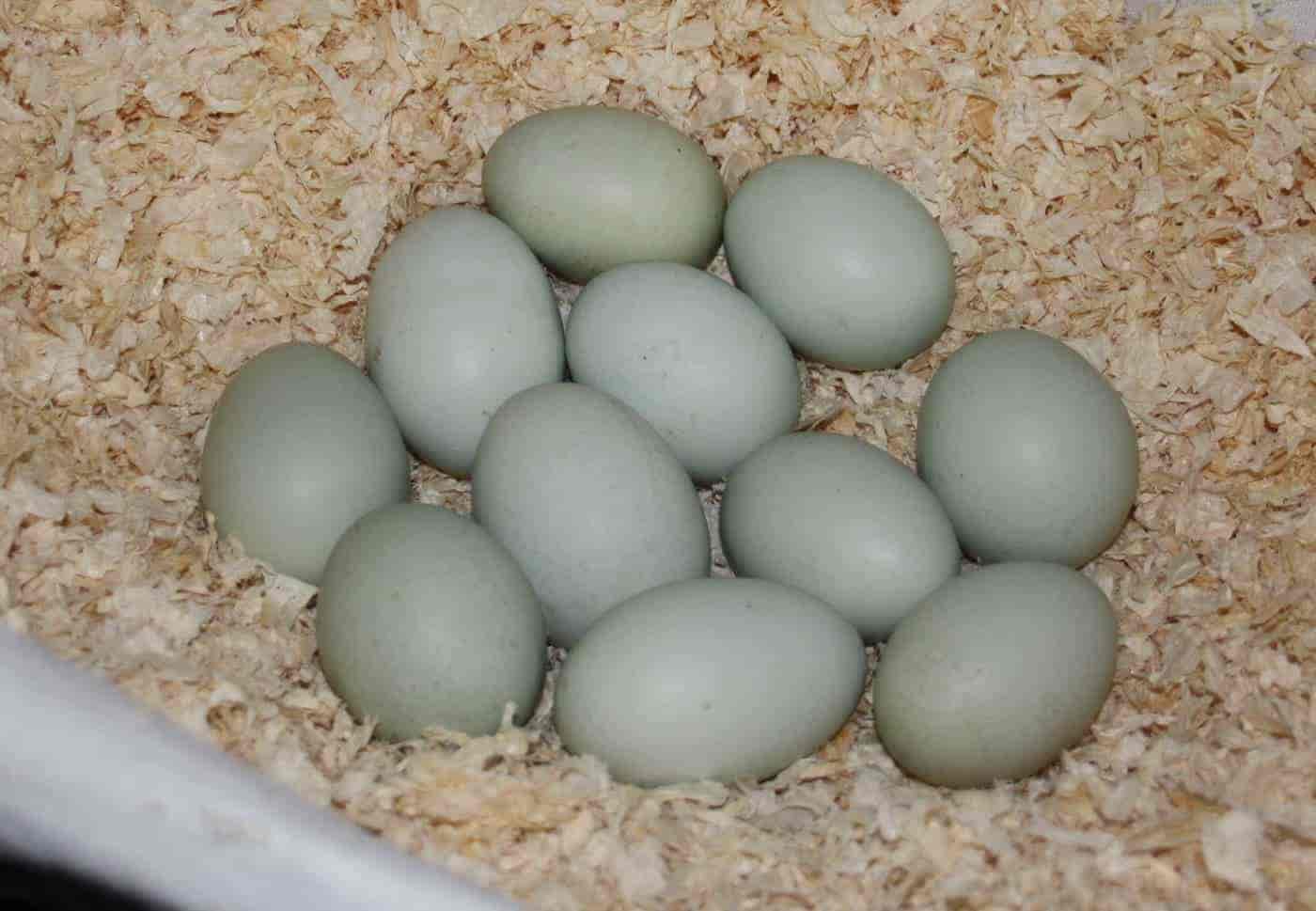 huevos de gallinas verdes