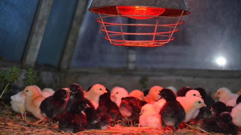 lámpara luz roja para polluelos