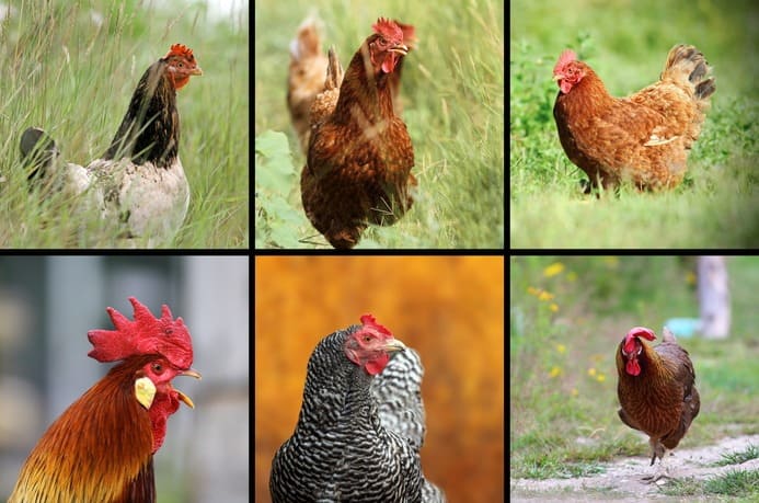 Las razas de gallinas preferidas