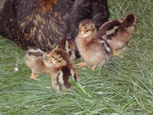 polluelos con gallina madre