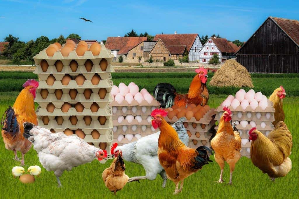 Legeleistung der Hühner