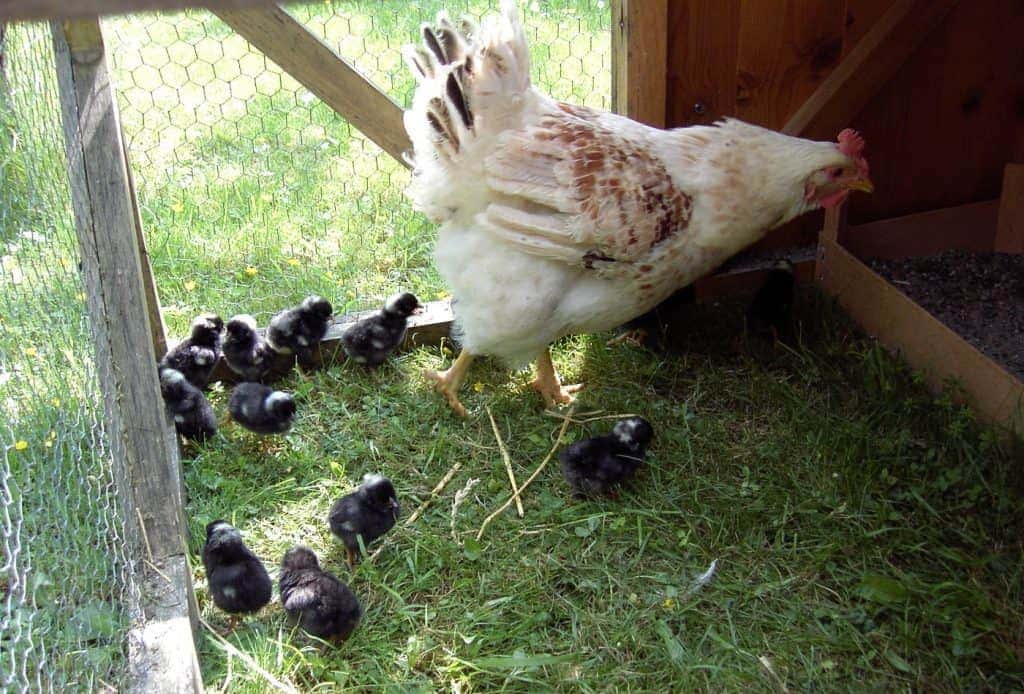Un gallinaero para las gallinas madre y sus pollitos